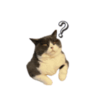猫のティナちゃん（個別スタンプ：1）
