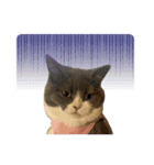 猫のティナちゃん（個別スタンプ：2）