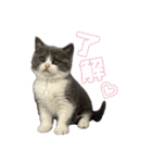 猫のティナちゃん（個別スタンプ：4）