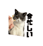 猫のティナちゃん（個別スタンプ：6）