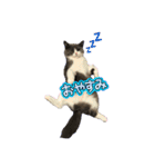 猫のティナちゃん（個別スタンプ：7）