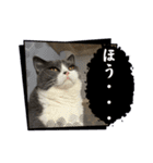 猫のティナちゃん（個別スタンプ：8）