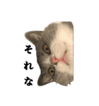 猫のティナちゃん（個別スタンプ：10）