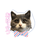 猫のティナちゃん（個別スタンプ：14）