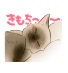 よそネコチャン4（個別スタンプ：5）