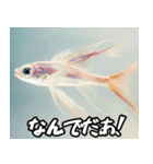 飛び魚なのよ！！（個別スタンプ：5）