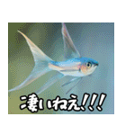 飛び魚なのよ！！（個別スタンプ：10）