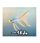 飛び魚なのよ！！（個別スタンプ：13）