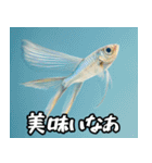 飛び魚なのよ！！（個別スタンプ：14）