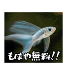 飛び魚なのよ！！（個別スタンプ：17）