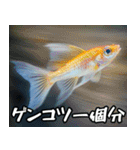 飛び魚なのよ！！（個別スタンプ：18）