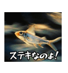 飛び魚なのよ！！（個別スタンプ：22）