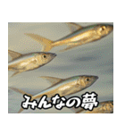 飛び魚なのよ！！（個別スタンプ：31）