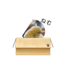 animal stump no.1（個別スタンプ：3）