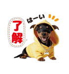 1年中かわいい犬♡ミニチュア・ピンシャー（個別スタンプ：4）