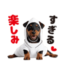 1年中かわいい犬♡ミニチュア・ピンシャー（個別スタンプ：8）