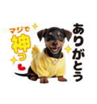 1年中かわいい犬♡ミニチュア・ピンシャー（個別スタンプ：12）