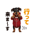 1年中かわいい犬♡ミニチュア・ピンシャー（個別スタンプ：13）