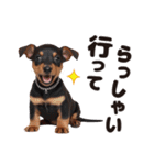 1年中かわいい犬♡ミニチュア・ピンシャー（個別スタンプ：14）