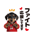 1年中かわいい犬♡ミニチュア・ピンシャー（個別スタンプ：15）