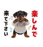 1年中かわいい犬♡ミニチュア・ピンシャー（個別スタンプ：16）