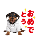 1年中かわいい犬♡ミニチュア・ピンシャー（個別スタンプ：17）