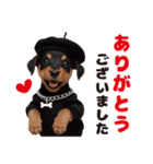 1年中かわいい犬♡ミニチュア・ピンシャー（個別スタンプ：19）