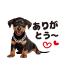 1年中かわいい犬♡ミニチュア・ピンシャー（個別スタンプ：20）