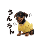 1年中かわいい犬♡ミニチュア・ピンシャー（個別スタンプ：23）