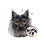 いつでも使える(冬多め)（個別スタンプ：1）