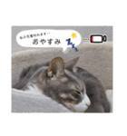 いつでも使える(冬多め)（個別スタンプ：3）