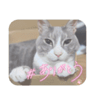 いつでも使える(冬多め)（個別スタンプ：11）