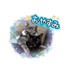 いつでも使える(冬多め)（個別スタンプ：15）