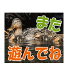 サロベツ原野のどうぶつ・野鳥②（個別スタンプ：1）
