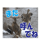 サロベツ原野のどうぶつ・野鳥②（個別スタンプ：2）