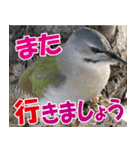 サロベツ原野のどうぶつ・野鳥②（個別スタンプ：3）