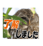 サロベツ原野のどうぶつ・野鳥②（個別スタンプ：5）