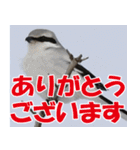 サロベツ原野のどうぶつ・野鳥②（個別スタンプ：6）