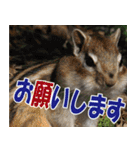 サロベツ原野のどうぶつ・野鳥②（個別スタンプ：7）