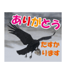 サロベツ原野のどうぶつ・野鳥②（個別スタンプ：8）