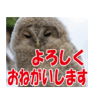 サロベツ原野のどうぶつ・野鳥②（個別スタンプ：9）