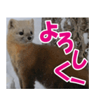 サロベツ原野のどうぶつ・野鳥②（個別スタンプ：10）