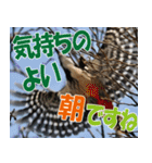 サロベツ原野のどうぶつ・野鳥②（個別スタンプ：12）