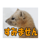 サロベツ原野のどうぶつ・野鳥②（個別スタンプ：13）