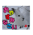 サロベツ原野のどうぶつ・野鳥②（個別スタンプ：14）