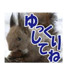 サロベツ原野のどうぶつ・野鳥②（個別スタンプ：15）