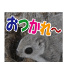 サロベツ原野のどうぶつ・野鳥②（個別スタンプ：16）