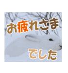 サロベツ原野のどうぶつ・野鳥②（個別スタンプ：17）
