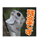 サロベツ原野のどうぶつ・野鳥②（個別スタンプ：20）