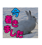 サロベツ原野のどうぶつ・野鳥②（個別スタンプ：21）